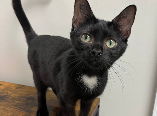 Cedarcrest Homestead Foster Tails & Kitten Rescue