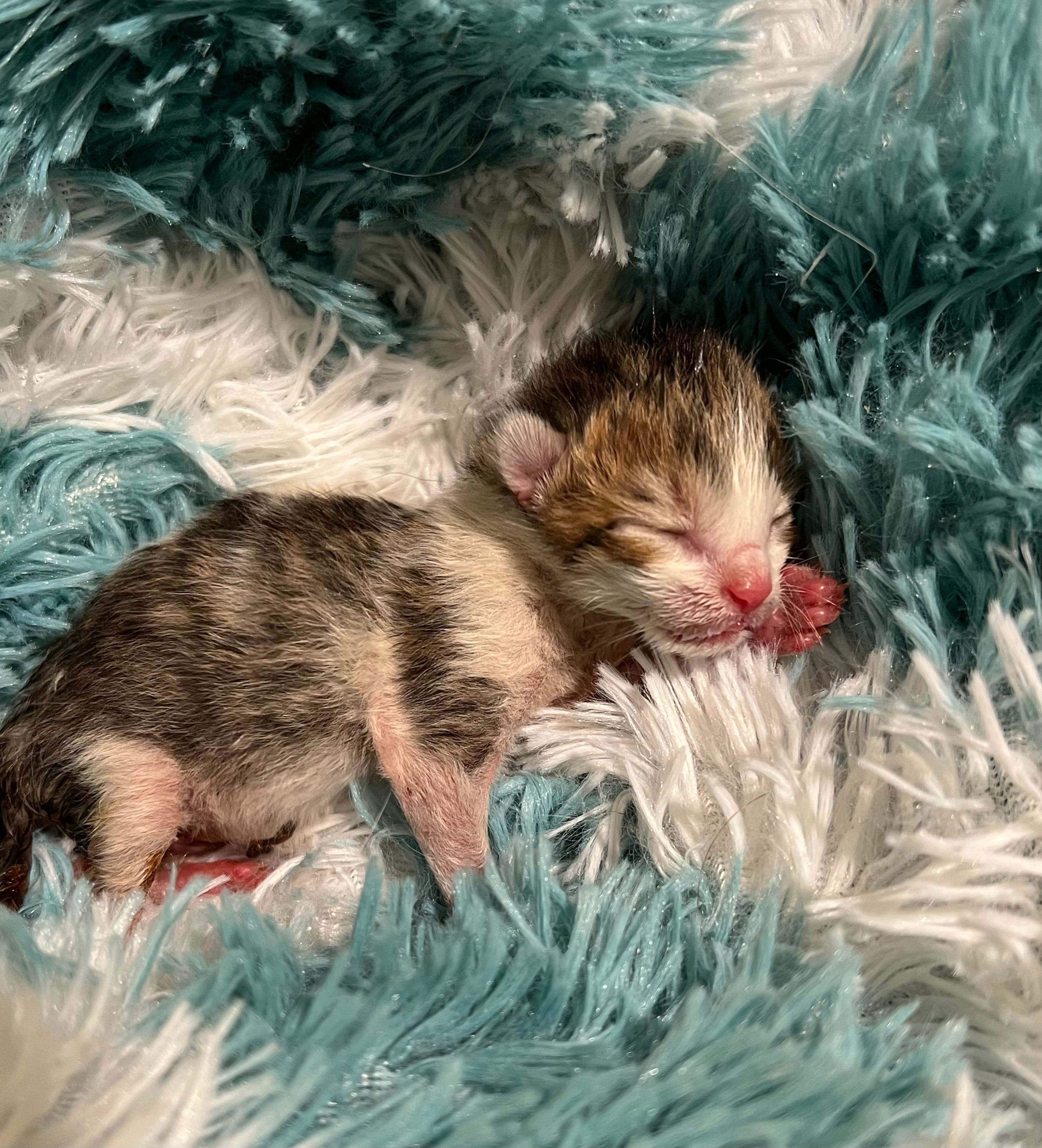 Cedarcrest Homestead Foster Tails & Kitten Rescue