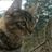 Emerald City Ranch Rescue Inc
