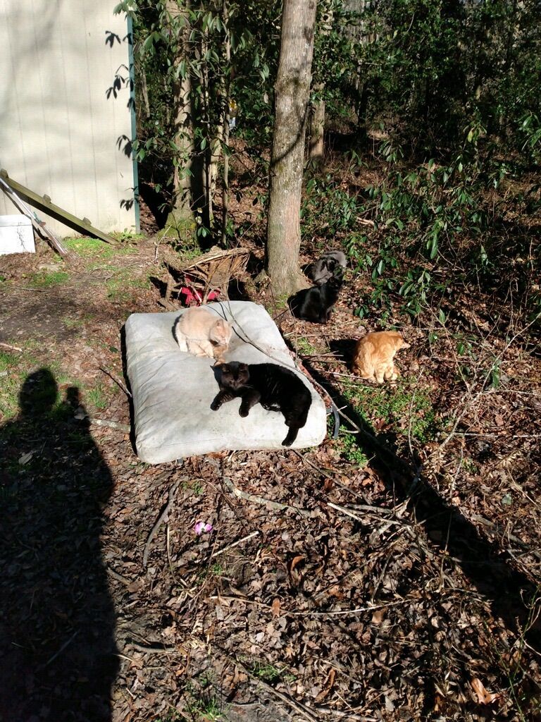 Emerald City Ranch Rescue Inc