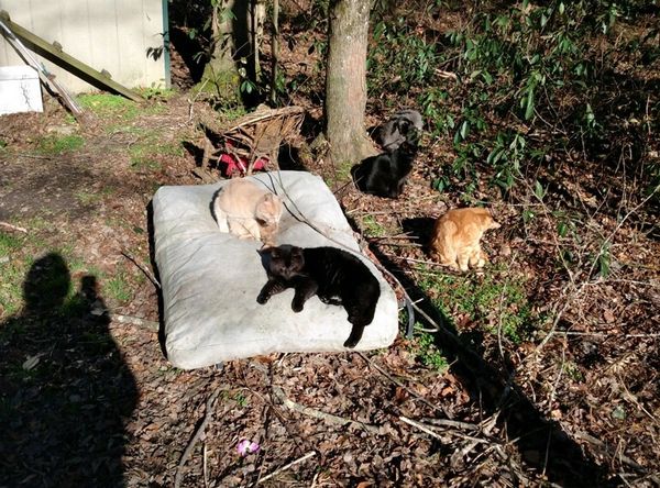 Emerald City Ranch Rescue Inc