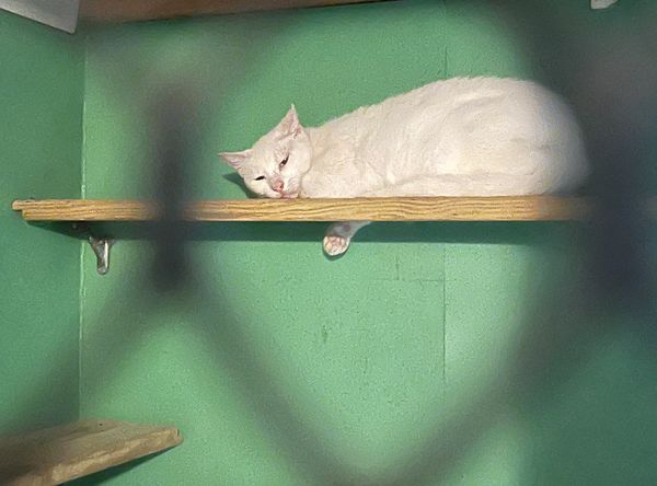 Emerald City Ranch Rescue Inc