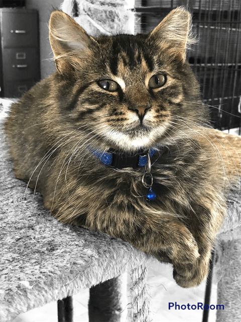 Humane Society of Sommerset County Inc