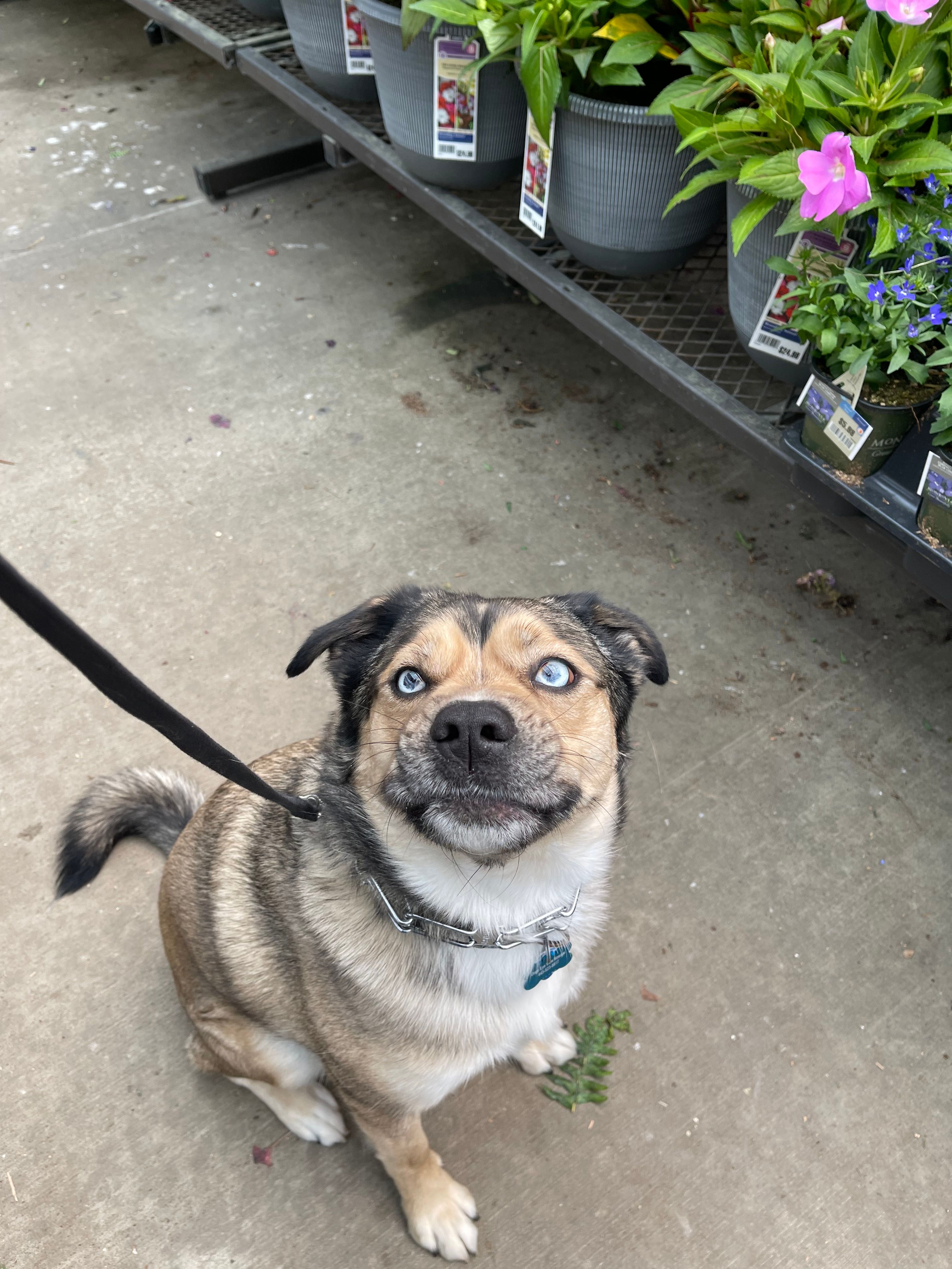 Dogs Eye View Rescue Inc