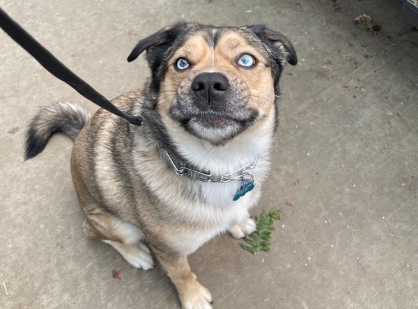 Dogs Eye View Rescue Inc