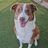 Humane Society of Tom Green County dba Concho Valley PAWS