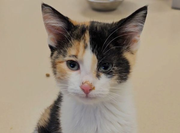 Humane Society of Tom Green County dba Concho Valley PAWS