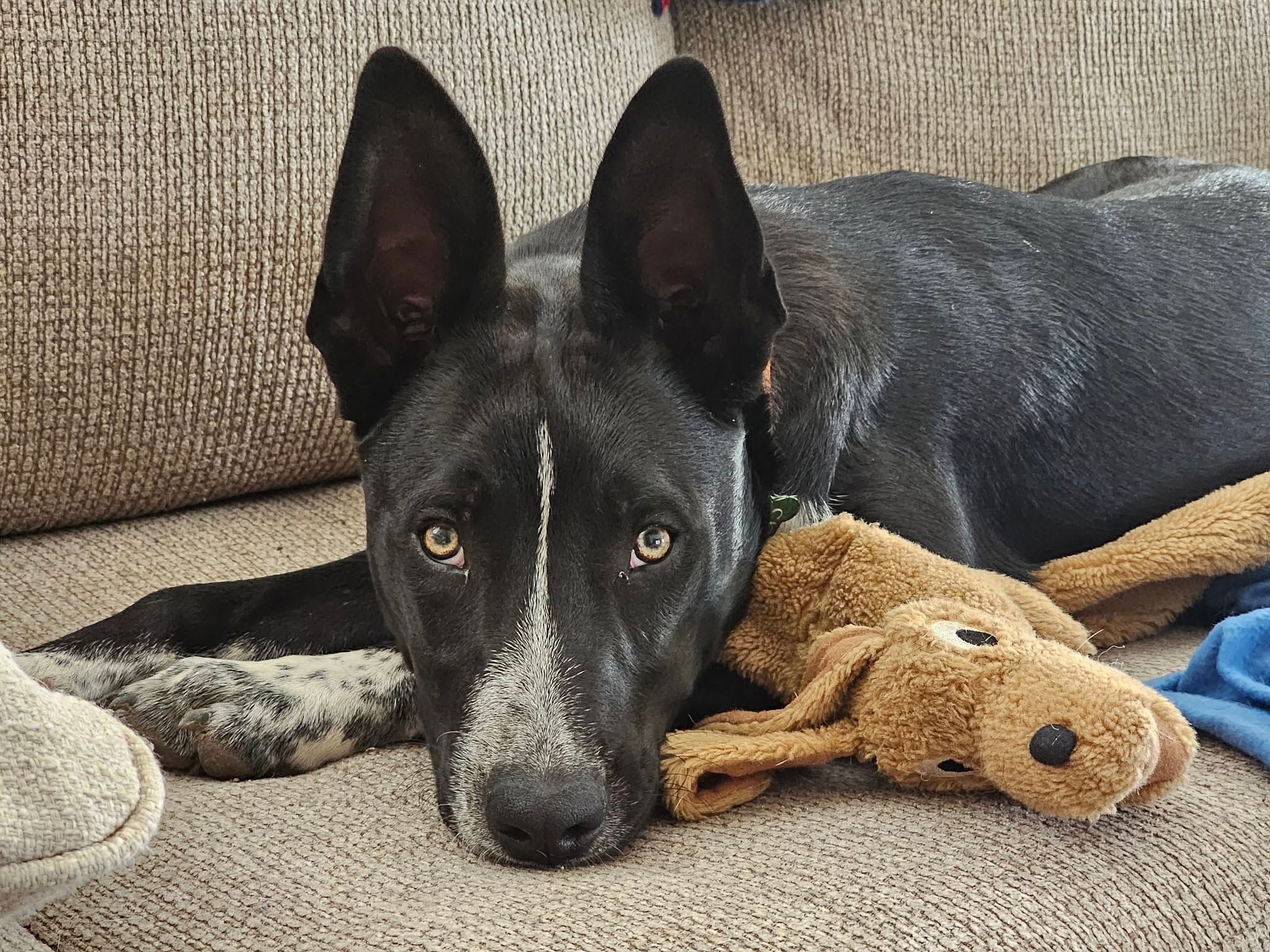 Humane Society of Tom Green County dba Concho Valley PAWS