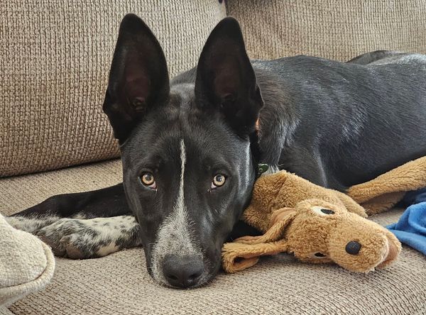 Humane Society of Tom Green County dba Concho Valley PAWS