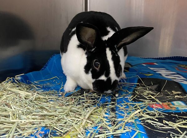 Heart2Heart Pet Lifeline