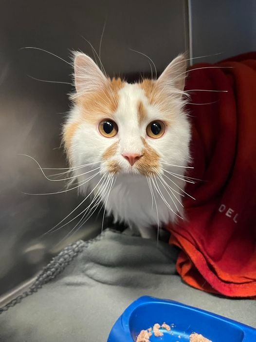 Heart2Heart Pet Lifeline