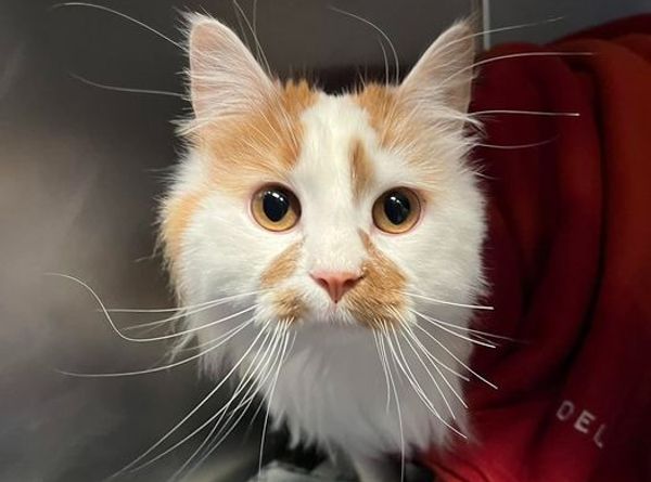 Heart2Heart Pet Lifeline