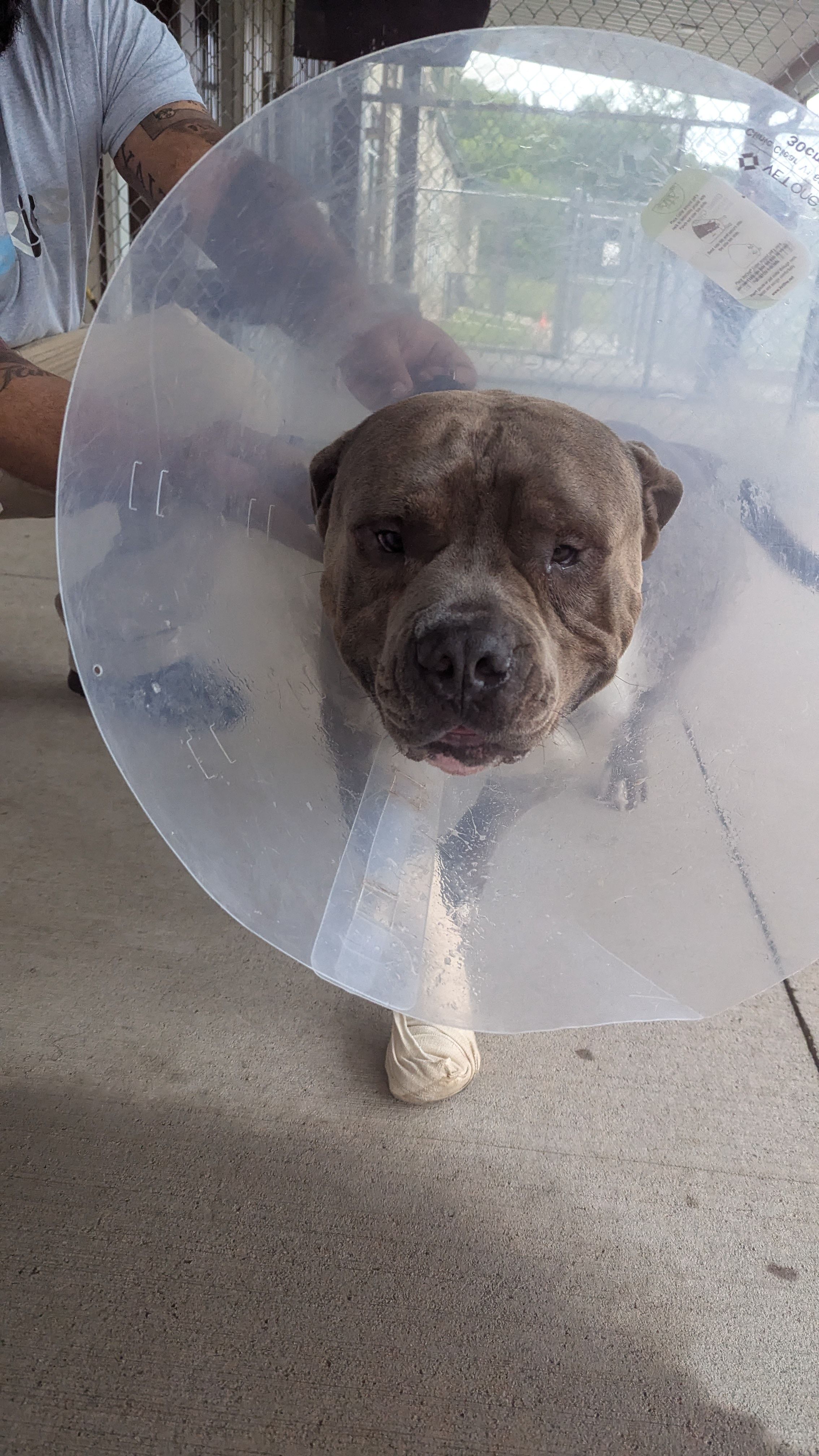 Heart2Heart Pet Lifeline