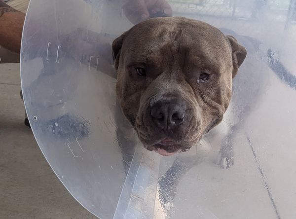 Heart2Heart Pet Lifeline