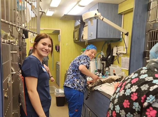 All About the Animals Coalition, Inc.