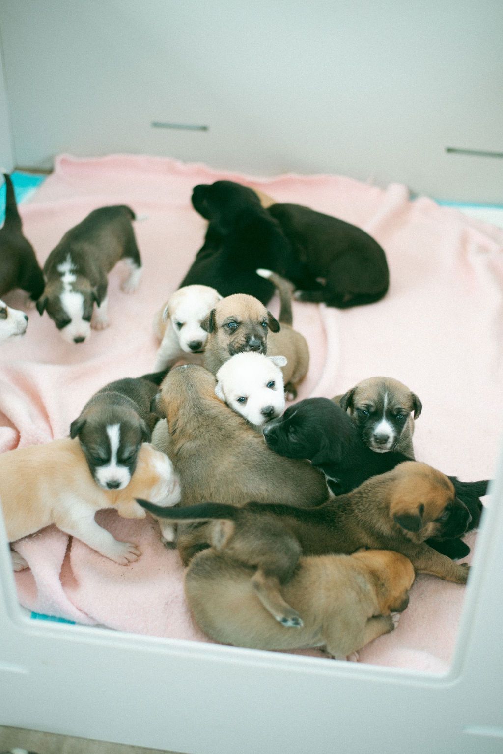 The Aska's Animals Foundation