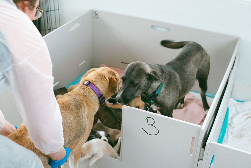 The Aska's Animals Foundation