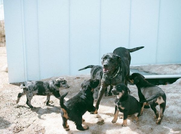 The Aska's Animals Foundation