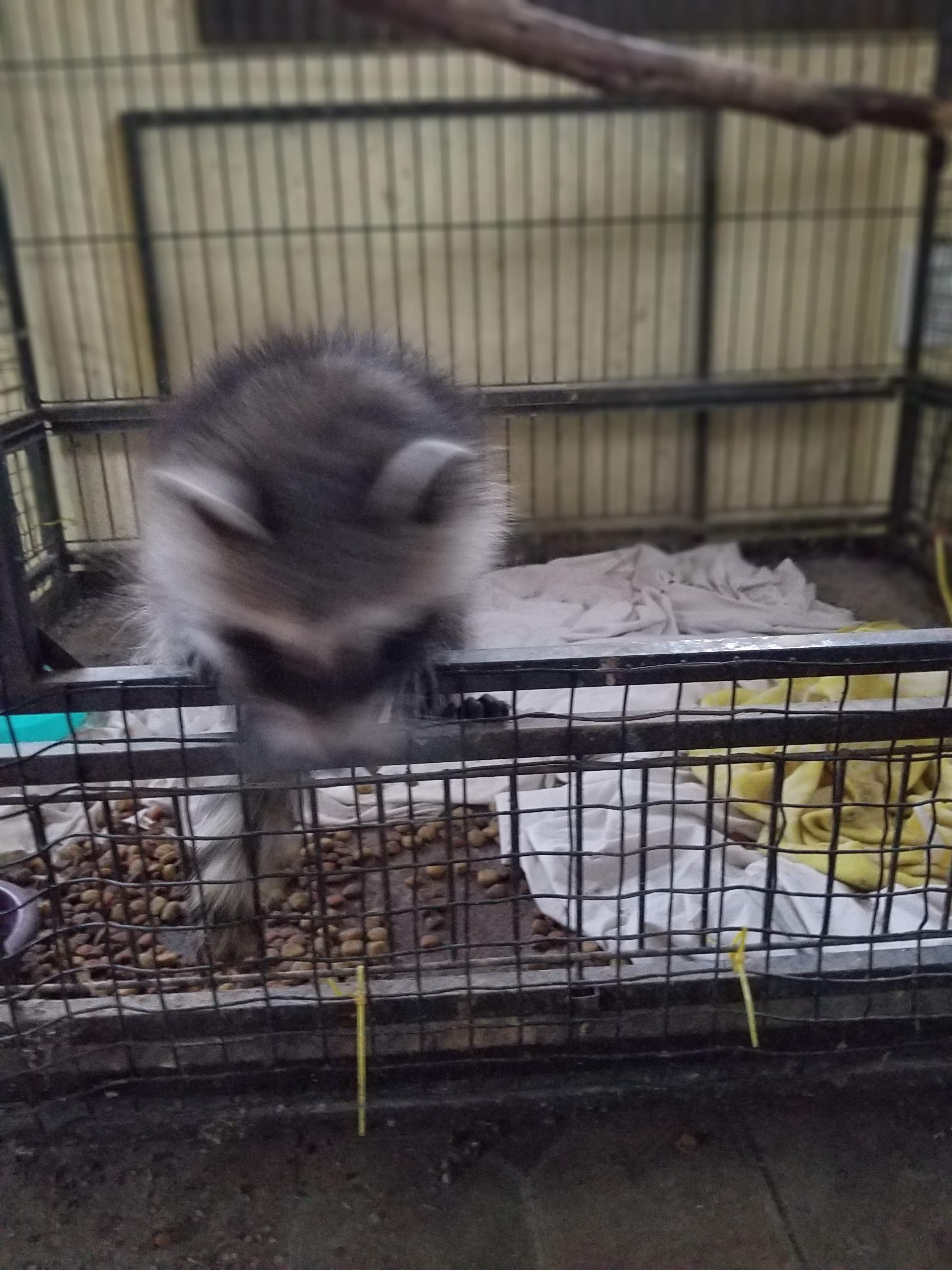 Southwest Oklahoma Animal Rescue