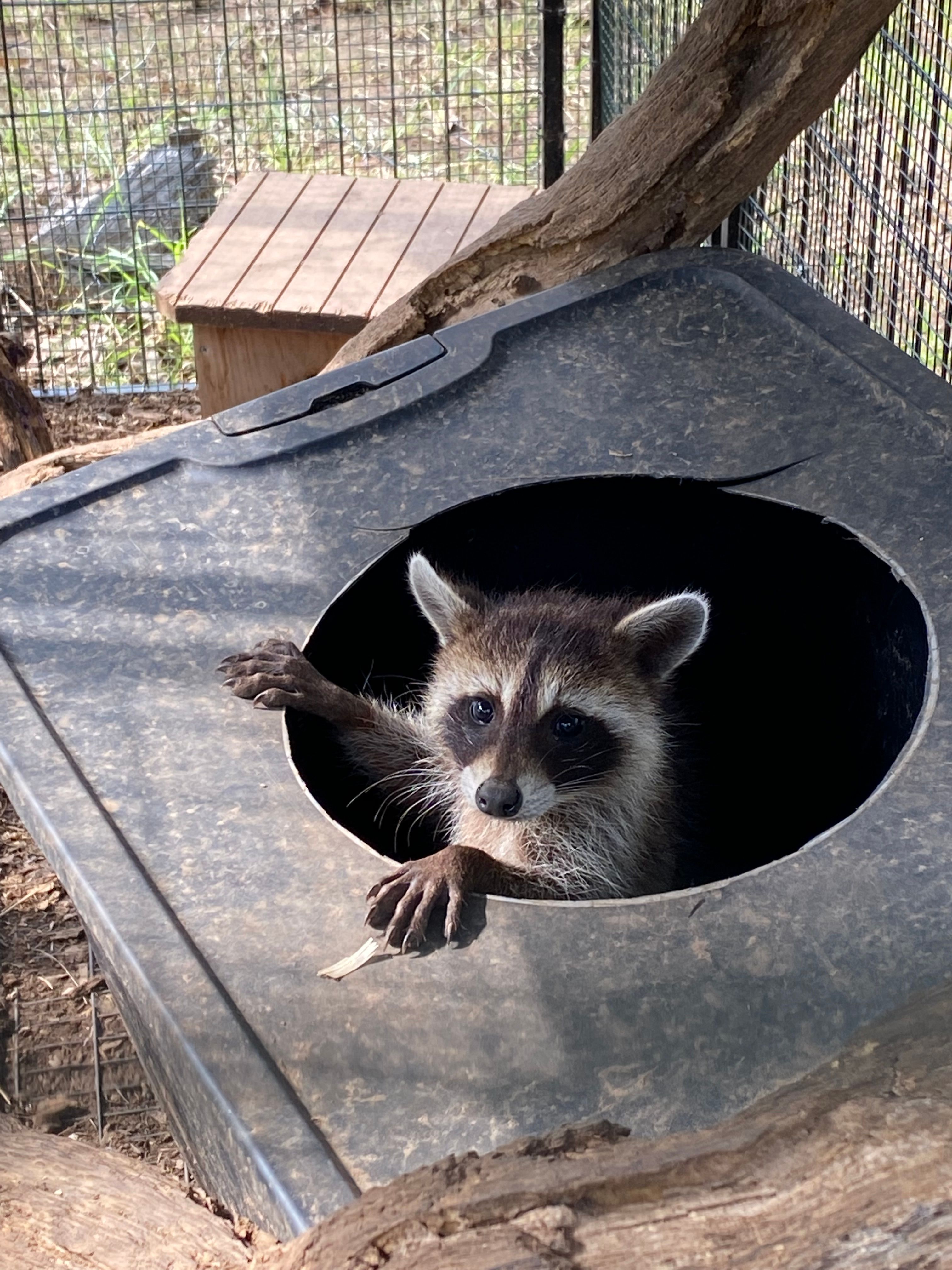 Kelly’s Wildlife Care