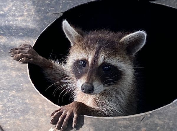 Kelly’s Wildlife Care