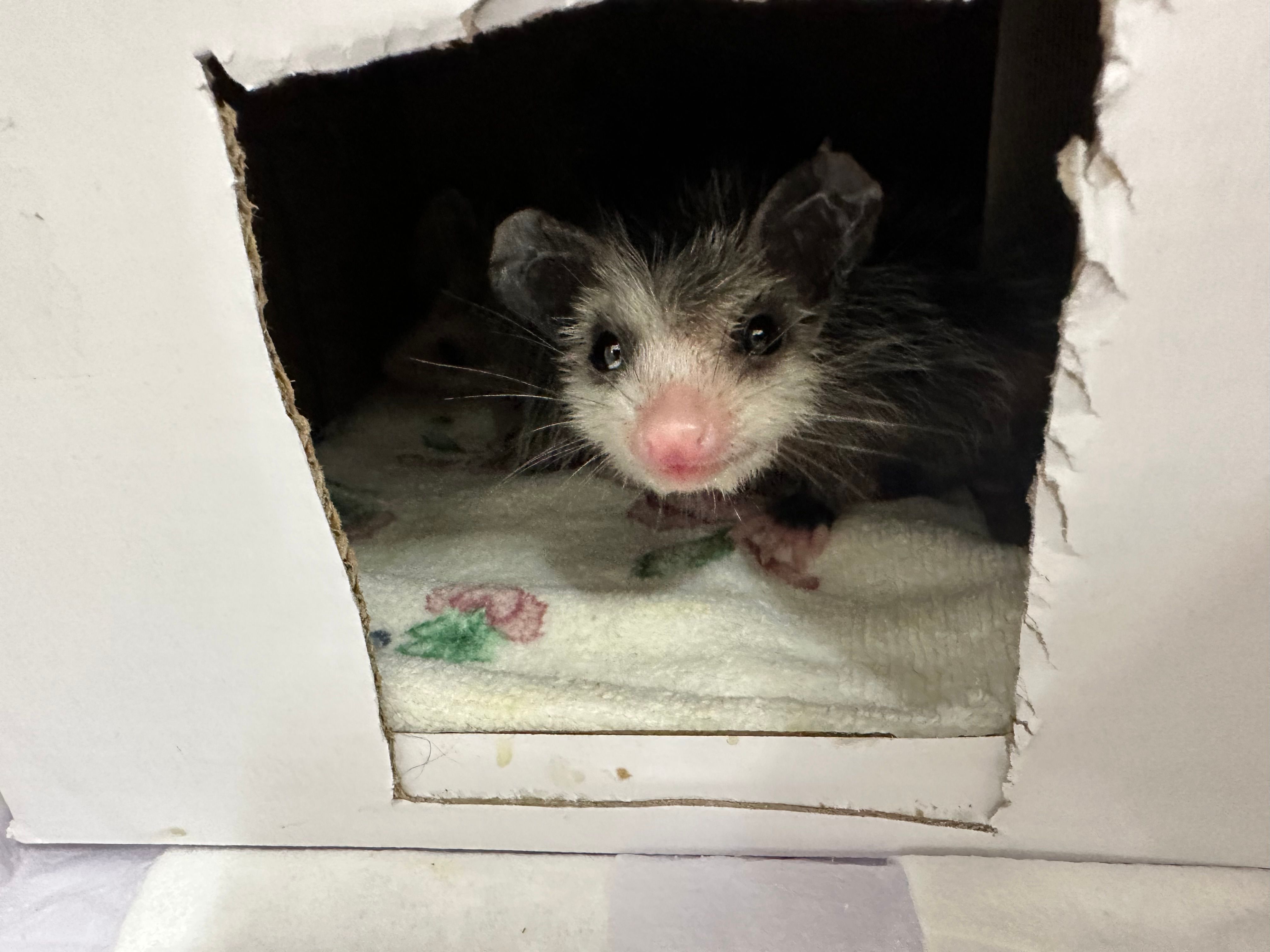 Kelly’s Wildlife Care