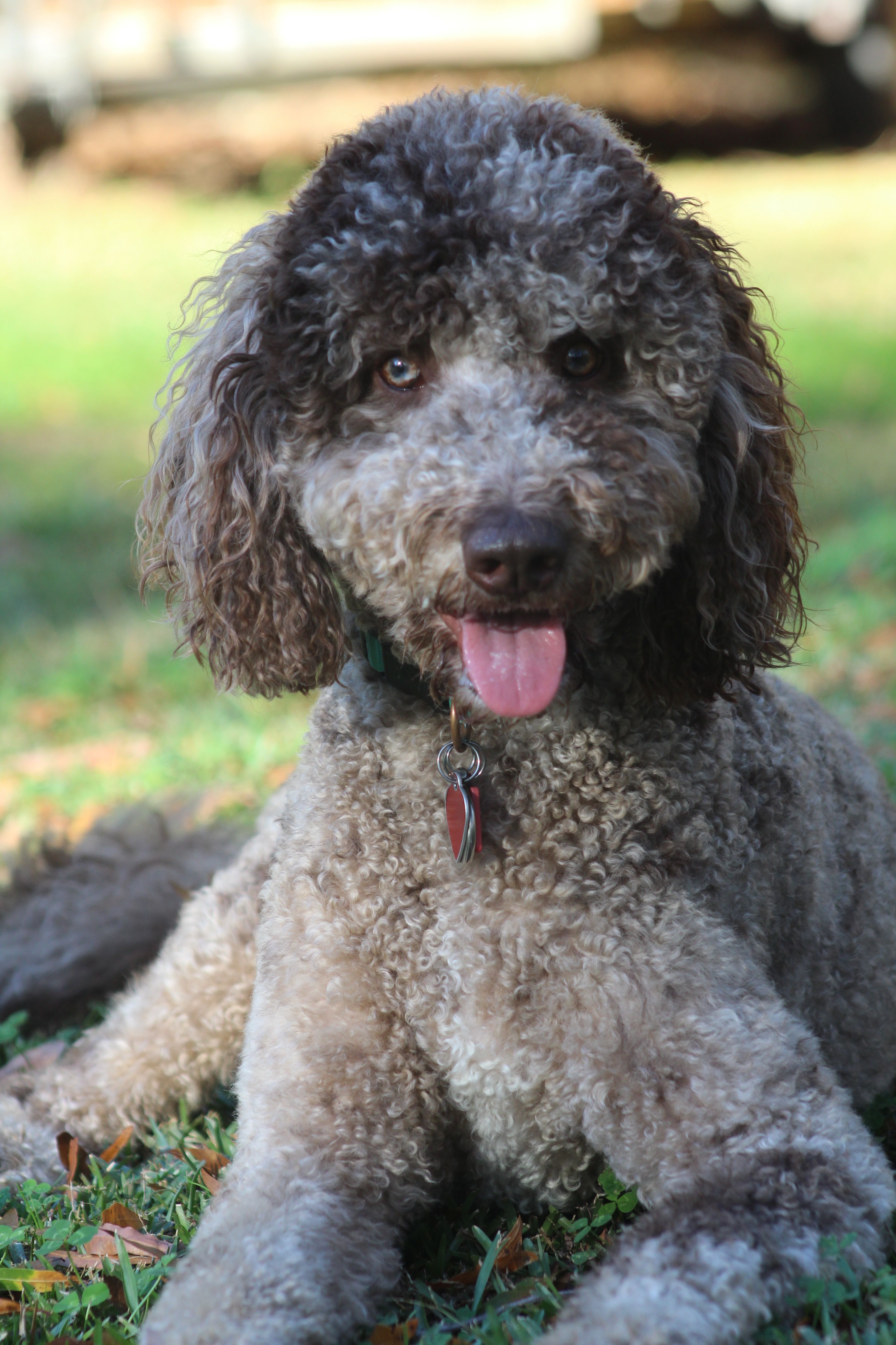 Hootie's Haven Animal Rescue Inc