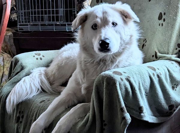 Rescue Me R.C.H.S., Inc.