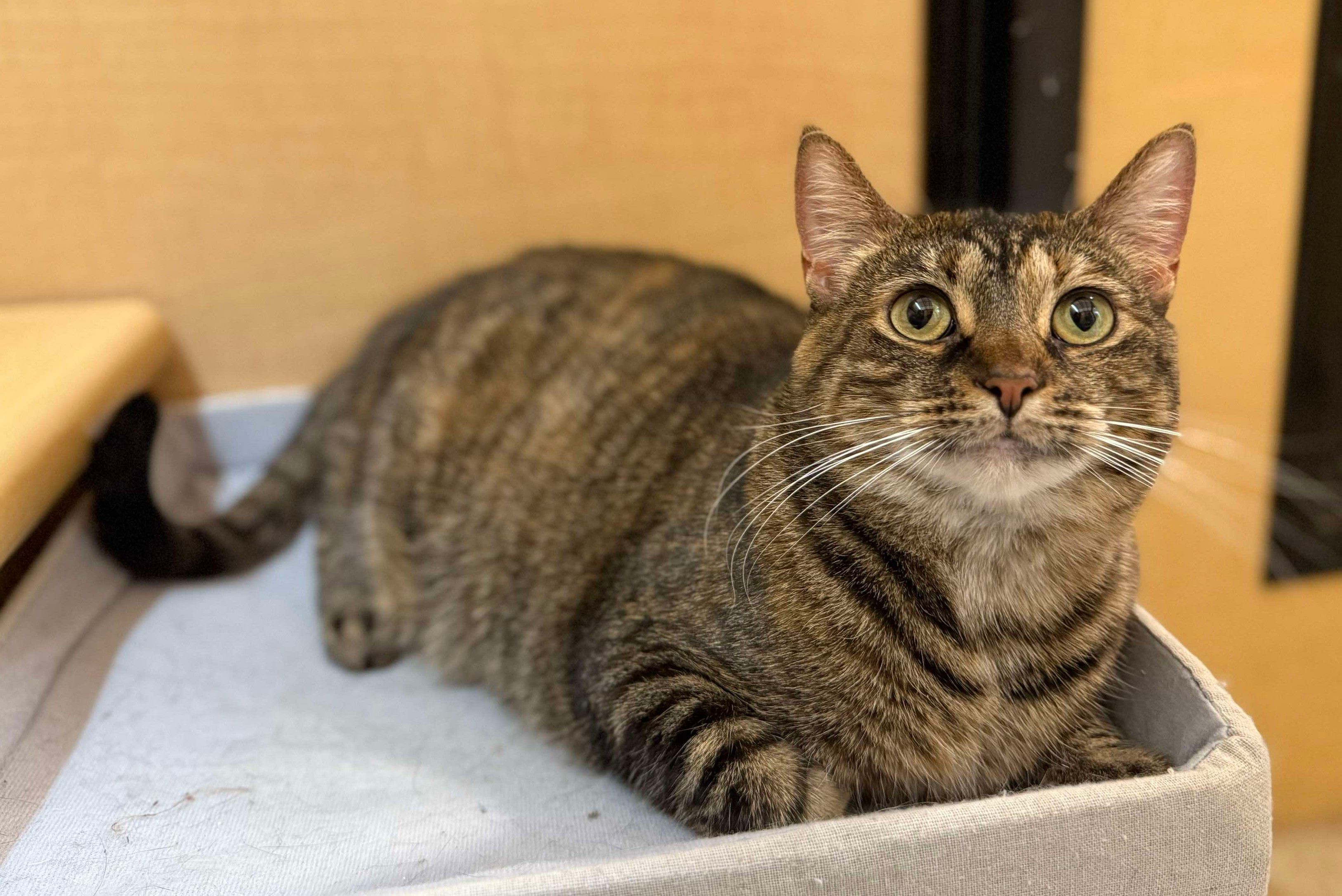 Rescue Me R.C.H.S., Inc.