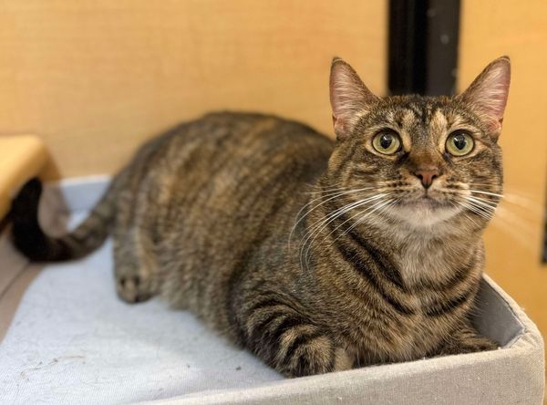 Rescue Me R.C.H.S., Inc.