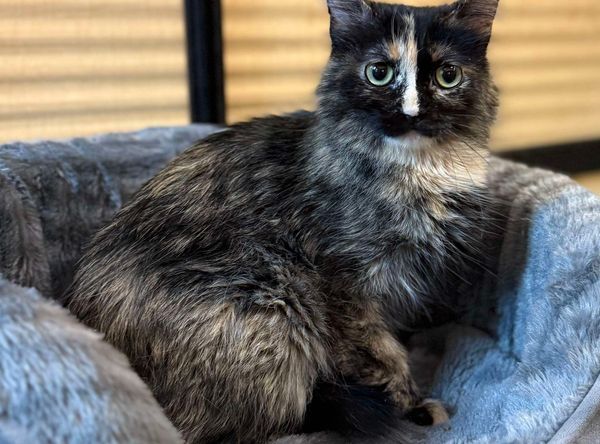 Rescue Me R.C.H.S., Inc.