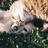 Animal Rescue Kare