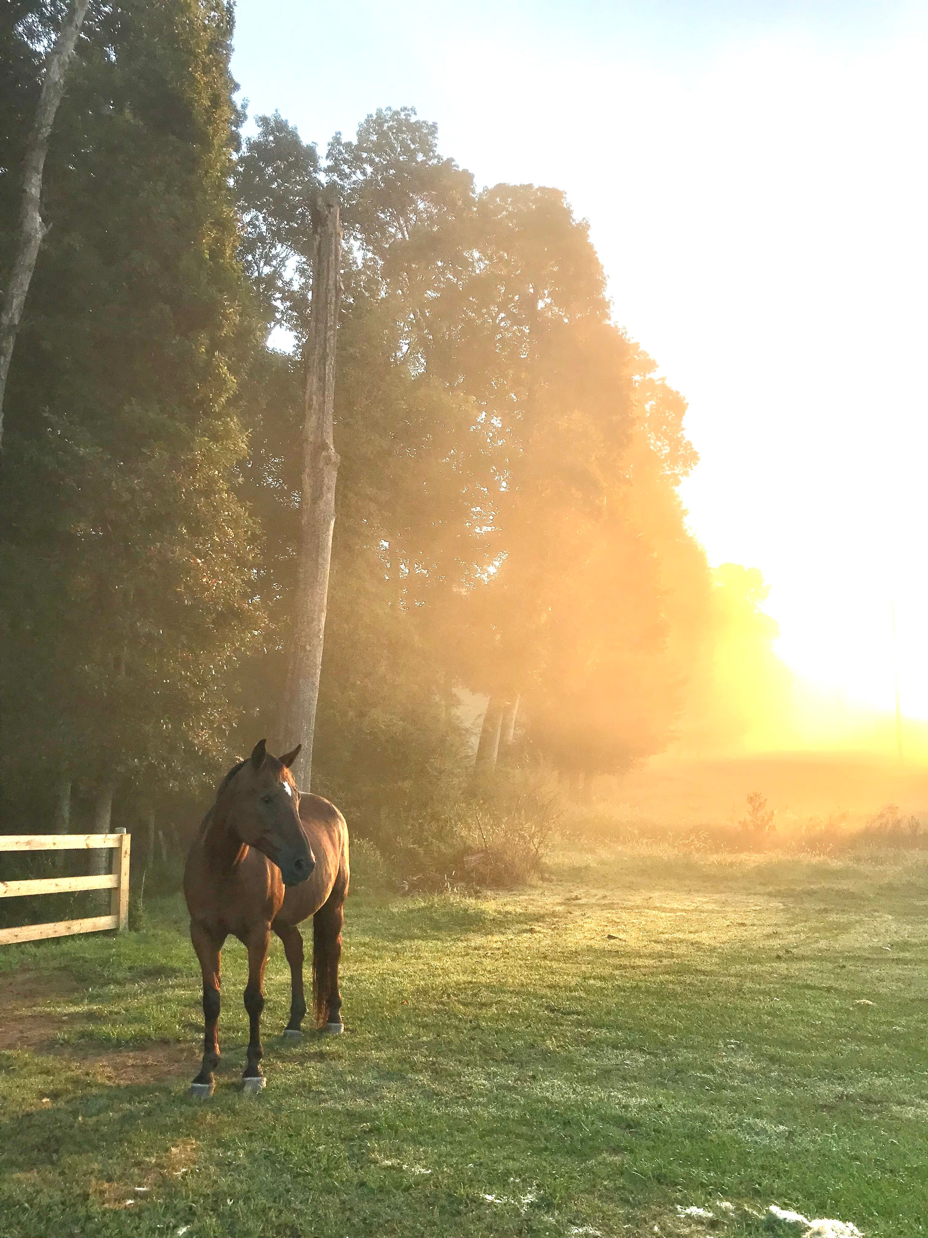 Trinity Rescue and Equine Sanctuary