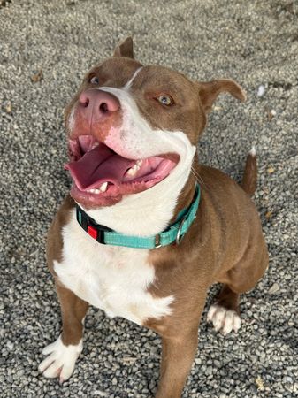 Gimme love animal shelter