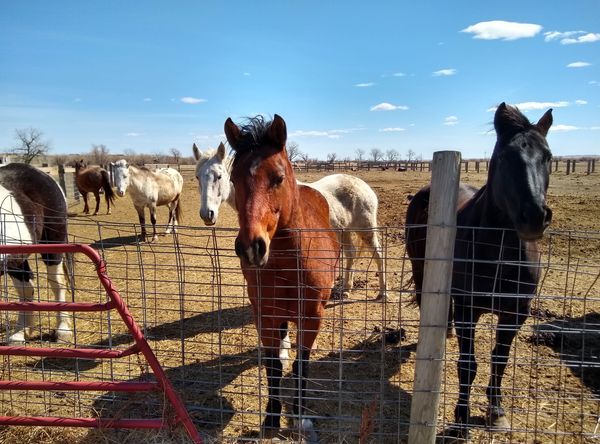 Happy Tails Haven Horse Rescue and Sanctuary