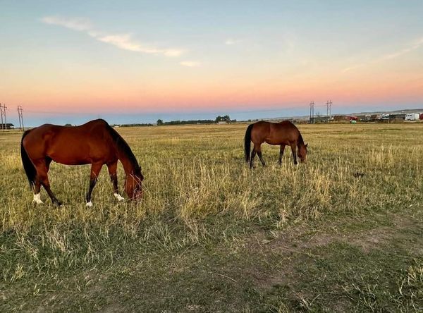 Happy Tails Haven Horse Rescue and Sanctuary