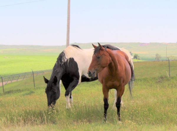 Happy Tails Haven Horse Rescue and Sanctuary