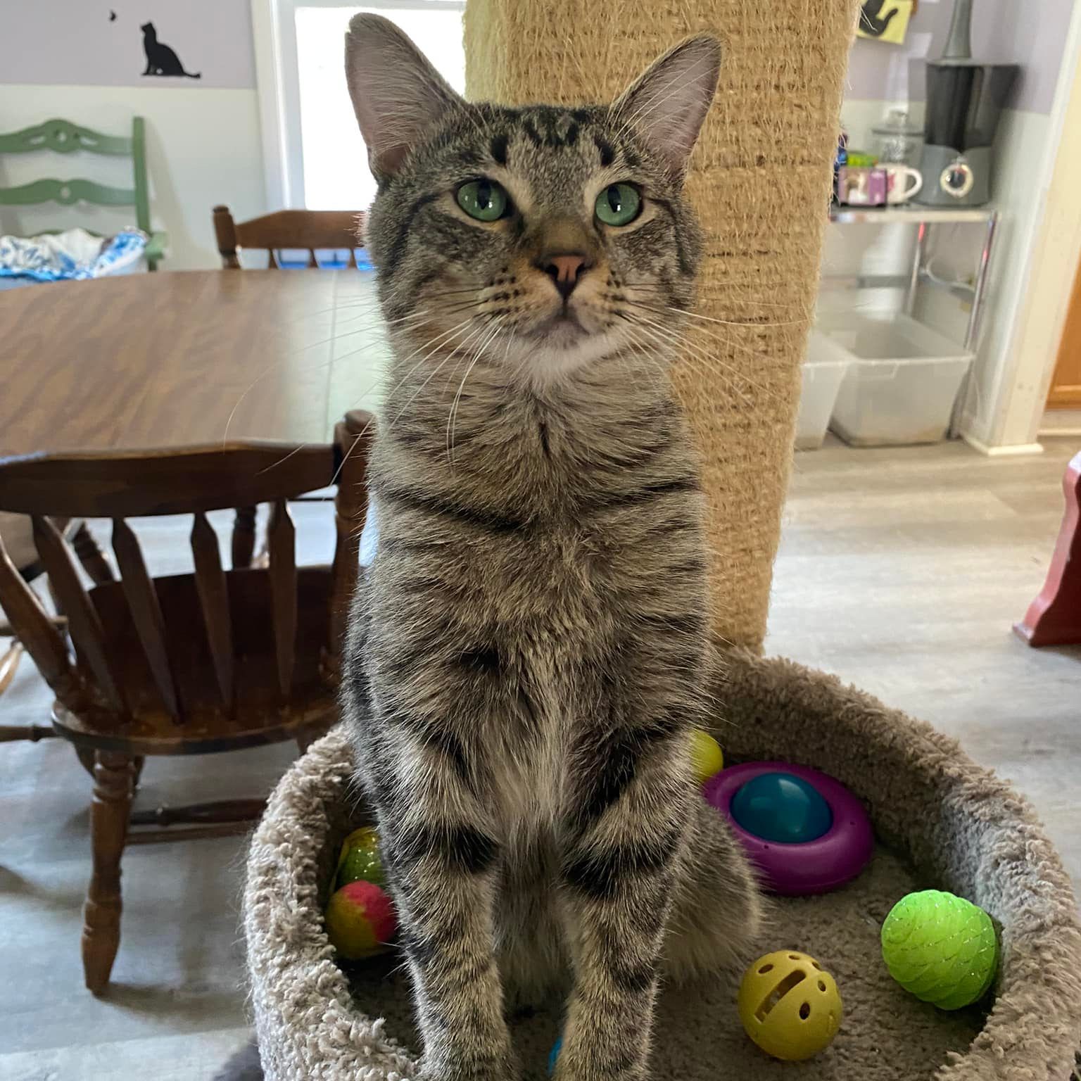 Second Chance for Cats Inc
