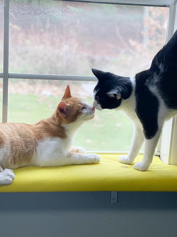 Second Chance for Cats Inc