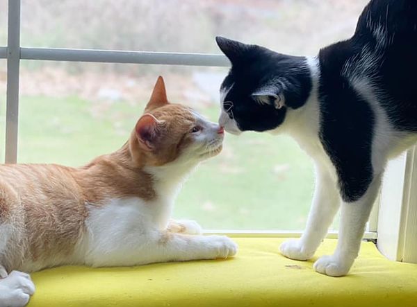Second Chance for Cats Inc
