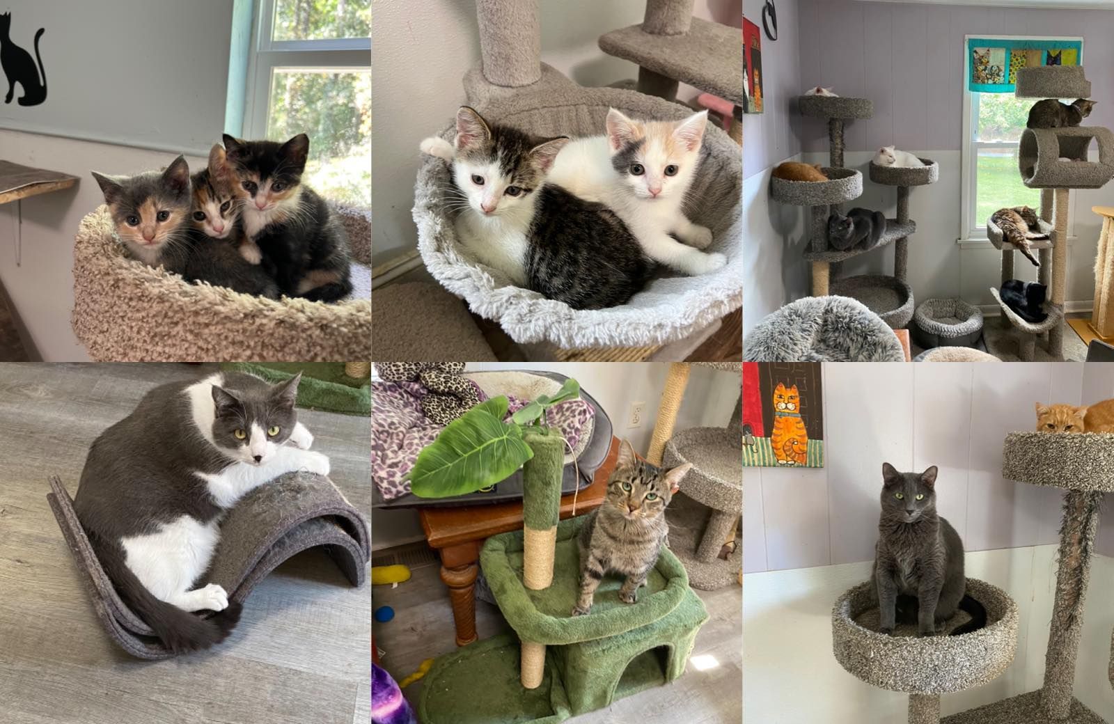 Second Chance for Cats Inc