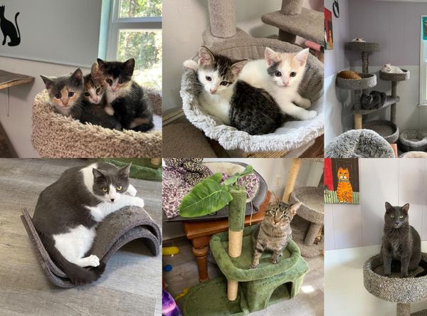 Second Chance for Cats Inc