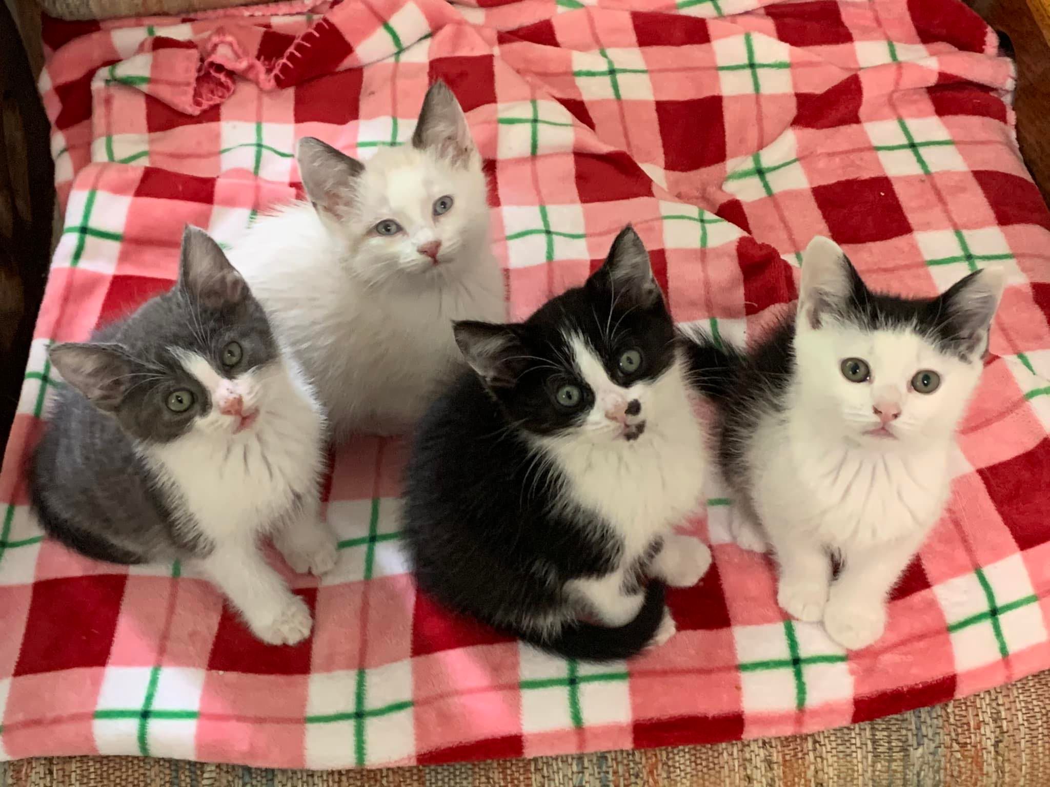 Second Chance for Cats Inc