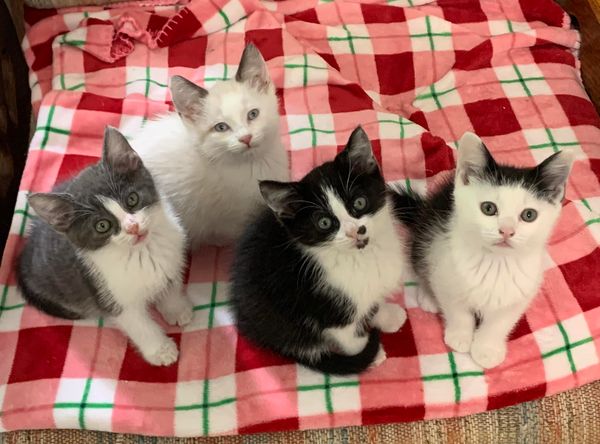 Second Chance for Cats Inc