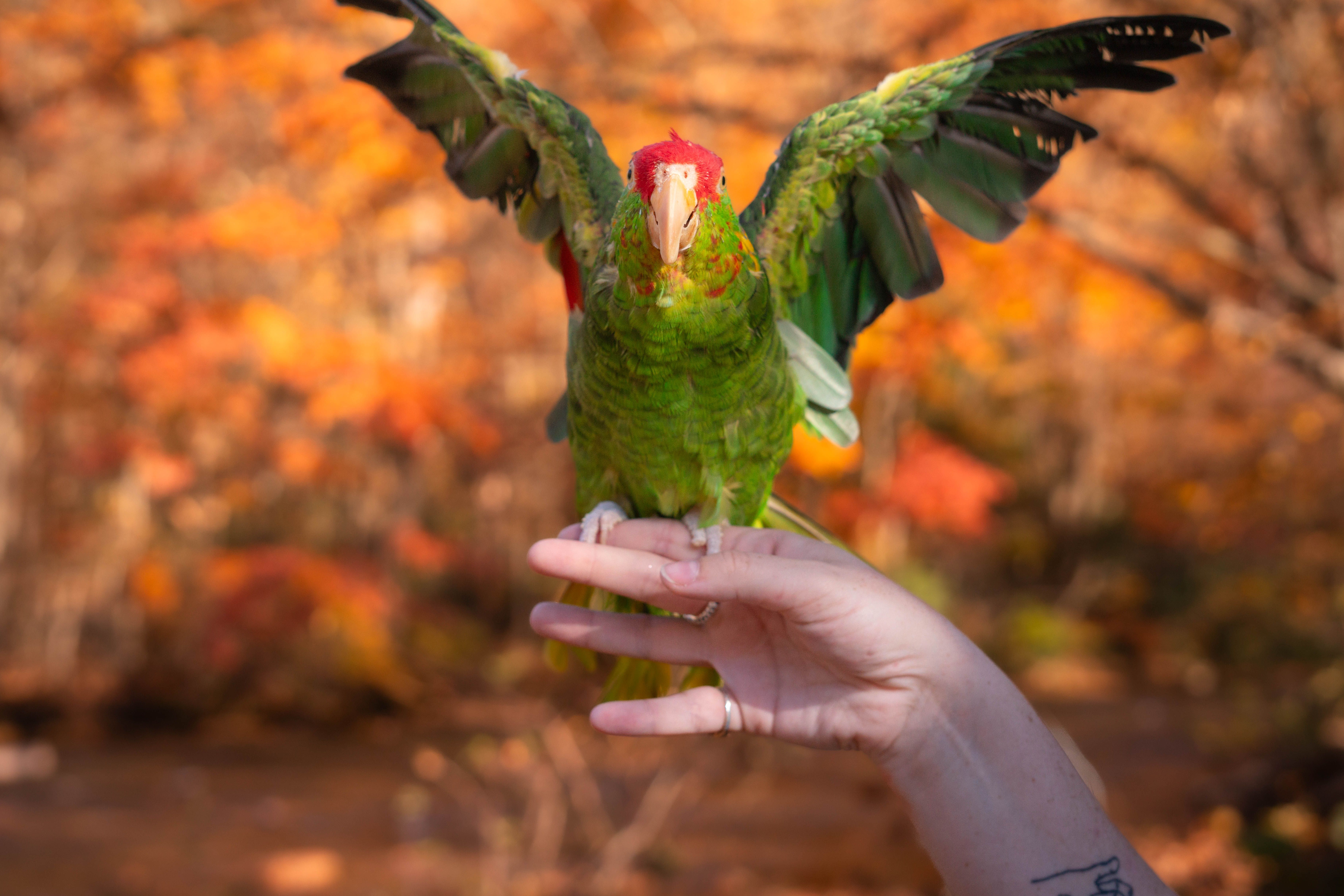 Soaring Spirits Sanctuary