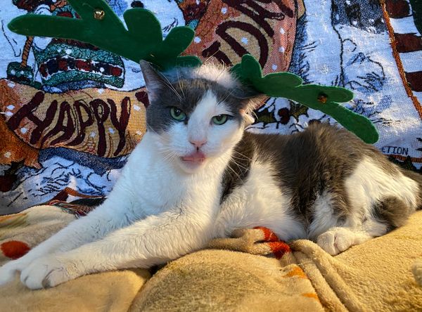 Orphans of The Storm Inc. Clearfield County