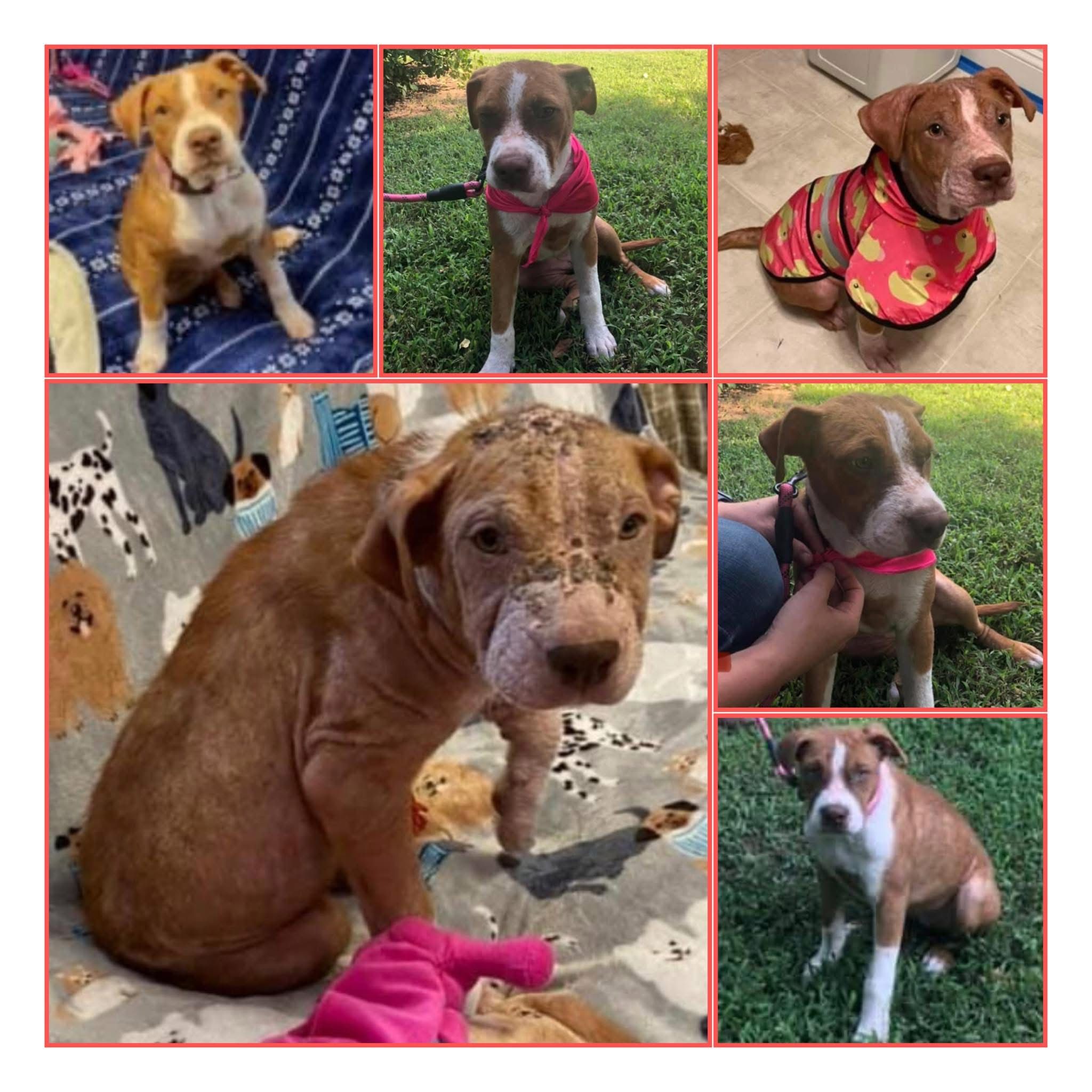 Animal Rescue Foundation Of Rome-Floyd County Inc.