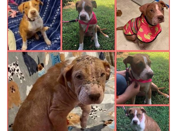 Animal Rescue Foundation Of Rome-Floyd County Inc.