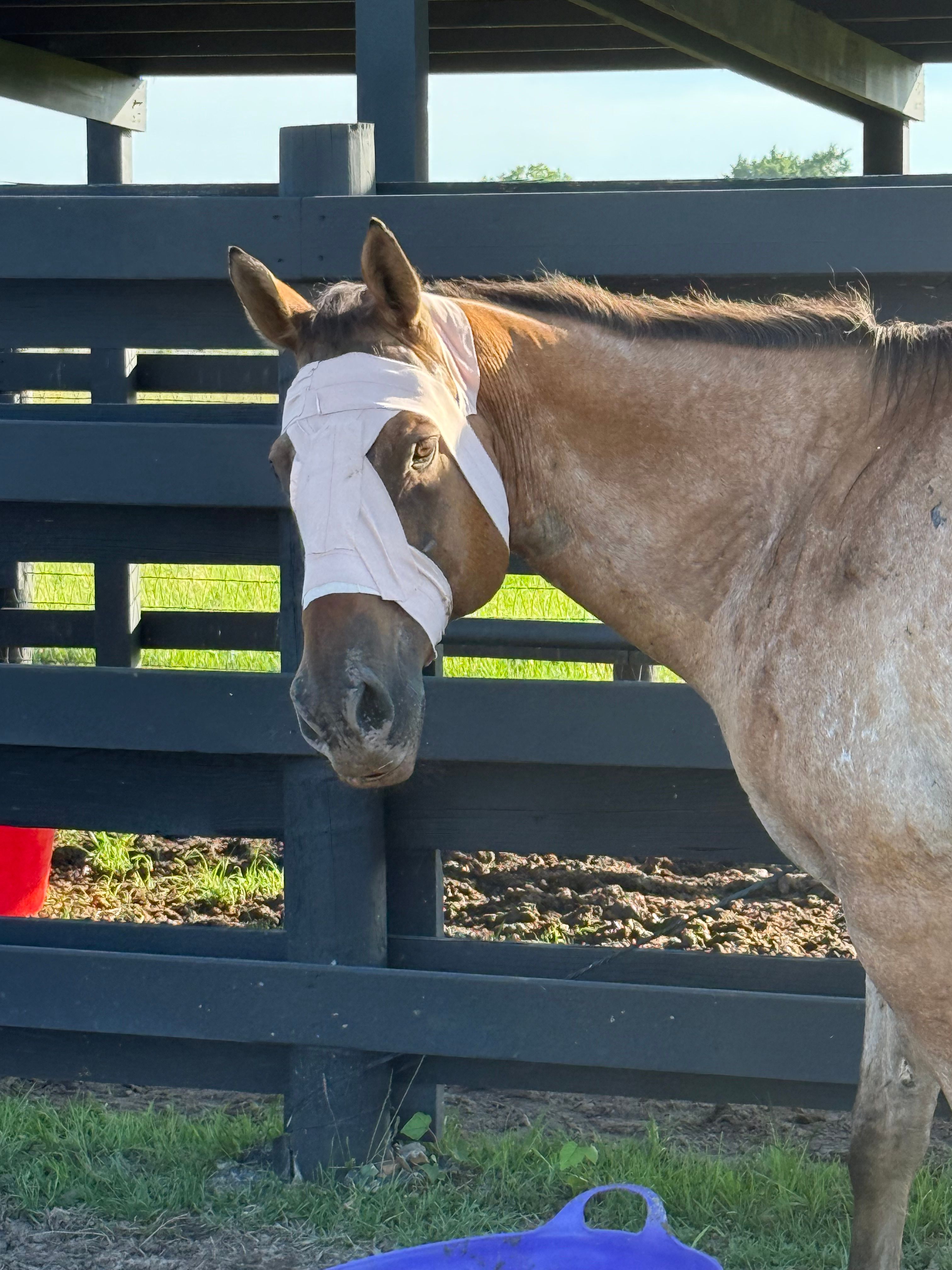 Clover RS Horse Rescue Inc
