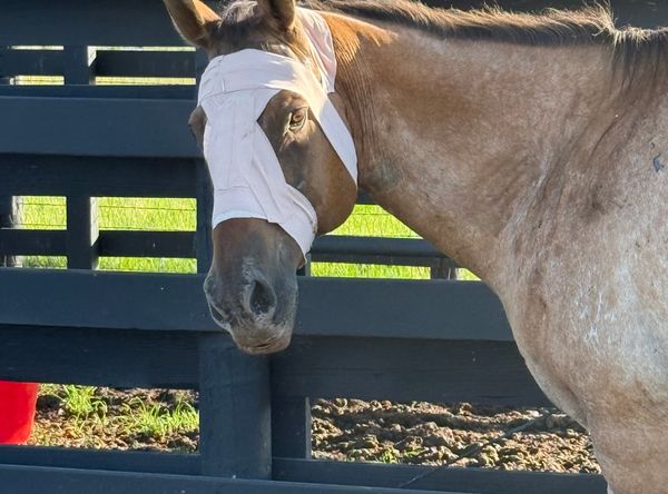 Clover RS Horse Rescue Inc